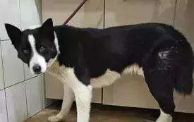 Hubert