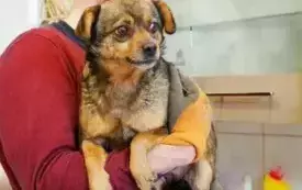 Calineczka