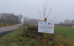 drzewo z tablicą projektową