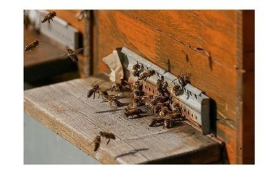 Zdjęcie do Pomoc dla pszczelarzy do przezimowanych rodzin pszczelich