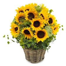 bukiet słoneczników