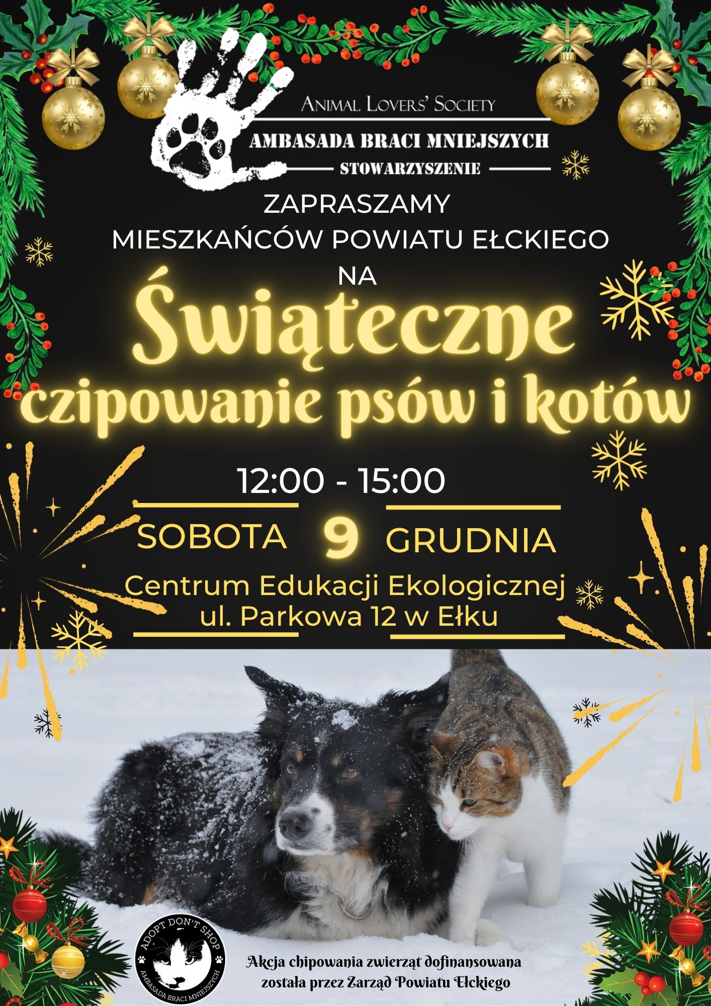 chipownie_ps&oacute;w_i_kot&oacute;w